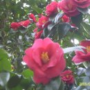 동백바다 이미지