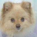 분당우리동물의료센터 이미지