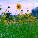 새하양세탁소 이미지