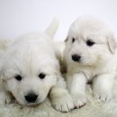 참 조은 훈이네 강아지 이미지