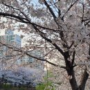 계양지구2 | 인천 계양구에서 벚꽃 구경합니다