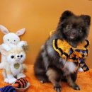 별따줄개 이미지