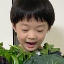 샐러드로씬 이미지