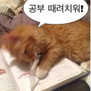 본유치원 이미지