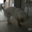 위드펫홈 이미지