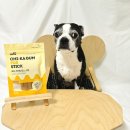 덴탈포스 이미지