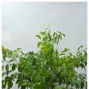 수려한우 | 금천구 개업화분 후기 │ 가산디지털단지 공장 &amp; 지식산업센터 화분 배송