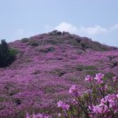 전북 남원 .장수 봉화산 철쭉 산행 공지 이미지