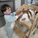 우리집막내 | 우리집 막내고양이 스케일링+발치 후기