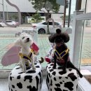 러브더모어 이미지