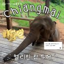 코끼리 동물약국 | 치앙마이 코끼리 투어 추천 엘리핀팜 후기