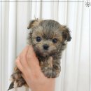 꽃강아지 이미지