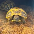 제이엔디 | 하남 파충류샵 제이엔디 게코에 다녀온 후기