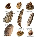 곰솔(Pinus thunbergii) 이미지