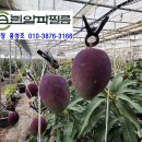 알파크린 이미지