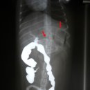 와이즈 동물병원 이미지