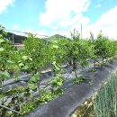 대공농장 이미지