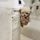 토이주니
