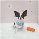 아임댕댕 이미지