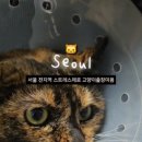 고양이미용실 나른하냥 이미지