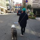 도그시장 이미지