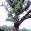 속리마을회관 이미지