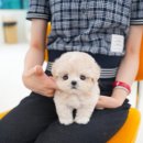 도그쇼 강아지분양 애견입양 부산본점 | 미음동강아지분양 테디럽 인상 깊었던 입양