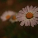 재송2동-12 이미지