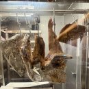 도약 | 여의도 숙성고기 맛집 추천 | 도약 서여의도점 후기