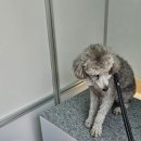 파파모터스 | [2026년 여의도 봄꽃 축제] 여의도 벚꽃축제 윤중로 벚꽃축제 가는법 포토존 애견동반 벚꽃구경 주차...