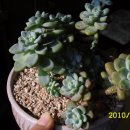 하마네라