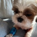 시츄언니 | 2026년의 1월이 시작되었다. 그리고 이건 바밀리 찬양글