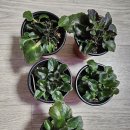 미바,베고니아,흰삭소름,레몬나무, 이미지