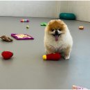 대구애견호텔 애견유치원 모여라솜뭉치 본점 이미지
