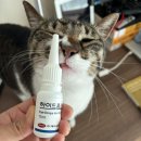 더케어벳 이미지