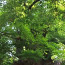 야생화편지 이미지