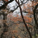대청공원AP1(남자화장실좌측) | 충남 공주-동학사야영장(2010.11.19-20)