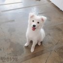 나한테 반하개 이미지