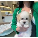 부산강아지분양 디몽 광안리본점 이미지