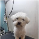 주견야DOG 이미지