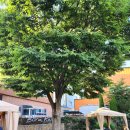 보나카바 이미지