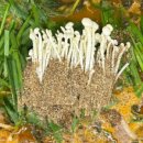 온누리흑염소 이미지