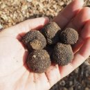 피자온’S 이미지