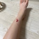 라임캣 | 일상 :: 하루를 그리며☁️🤍🕊️ | 가낳지모 캣페어 2026 다녀온 후기 | 가낳지모 궁팡차이?! | 나비란 분갈이🪴