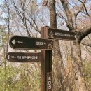 대신공원 숲길 이미지