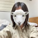 막스마라 | 차란 옷장정리 후기 내돈내산 코스 마시모두띠 폴로 막스마라 원피스 구매 후기