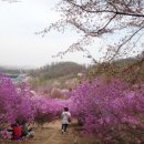 부천원미산 진달래동산 이미지