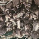 슈퍼청계닭 병아리 6,000원 분양합니다. 이미지