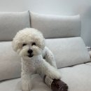 펫테일럽앤힐 소고기 큐브 저키 내돈내산 후기(하쮸 최애 간식!)