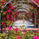 장미의거리10 이미지